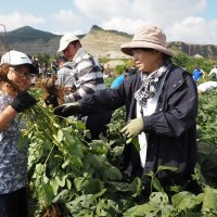 旬の枝豆味わって　君津「小糸在来」収穫祭めじろ押し