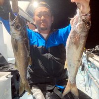 洲崎南クロムツ好釣続く　木更津アジ、ダブル狙える　【今週の釣果】