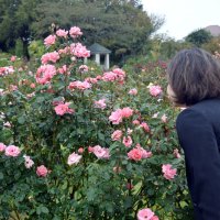 見頃を迎えた秋バラ。秋は春よりも香りを楽しめる＝八千代市の京成バラ園