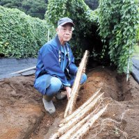君津市で栽培される「清和のじねんじょ」の試し掘りが行われた。真っすぐに育った同市の特産品の今年の作柄は「味、風味、粘りとも良好」という＝２４日