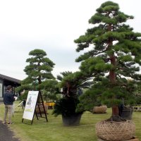 匠の技継承に一役　千葉県植木共進会、節目の５０回　ベトナムや中国でも人気　東金