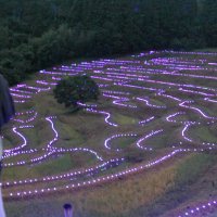 棚田彩る幻想の光　鴨川・大山千枚田　来年１月１２日まで