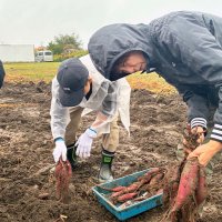 サツマイモいっぱい　家族ら実りの秋満喫　いすみ