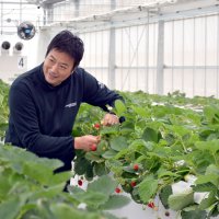 イチゴ周年栽培へ実証　単価高い夏の出荷目指す　ＪＡＬ成田の農園、脱炭素も模索