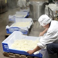 蒸し上がった米を均質にならし、温度を下げていく