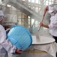 新酒仕込み心込め　山武・守屋酒造　千葉県産米にこだわり　作業ピーク、１２月出荷へ