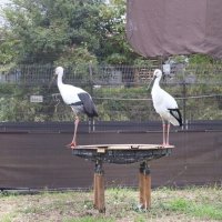 つがいとなった雄と共に里帰りした雌のコウノトリ「ミライ」（右）＝野田市提供
