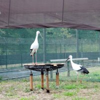 帰郷後も仲むつまじく　一般公開、繁殖期待も　雌のコウノトリ「ミライ」　野田