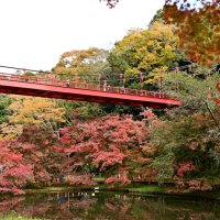 県都に“秋の訪れ”告げる紅葉　泉自然公園　千葉市若葉区