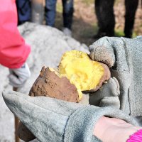もみ殻の山でゆっくりと焼き上げられたサツマイモ