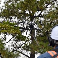 鳥害対策にドローン　千葉市地方卸売で実証実験