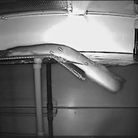 【動画あり】ウナギ、陸でも狩り！　「ウナギならやりかねない」→実験観察で世界初確認　全１０匹が登って虫捕食　柏の東大研究所　脇谷さんらグループ