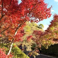 紅葉が見頃を迎える「もみじロード」。１２月上旬にかけて沿道が美しく彩られる＝２０日、富津市