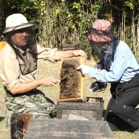 巣箱を開けて女王蜂を指す赤坂さん（左）と尾形さん＝２６日、館山市
