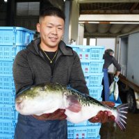 トラフグ今季初水揚げ　２１８キロ、高級魚シーズン到来　いすみ・大原漁港