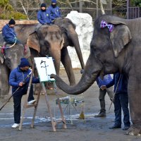 来年の干支、うまく書けたゾウ　流麗な筆で「午」「馬」　アジアゾウ・ゆめ花、観客沸かせる　市原ぞうの国