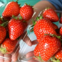 ２０２５～２６年　千葉県内年末年始ガイド・いちご狩り
