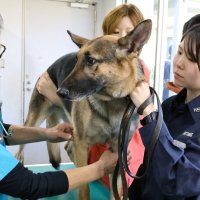 麻薬探知犬の健康チェック　ベテラン獣医見極め　成田