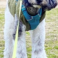 人間模様ならぬ犬模様　個性それぞれ際立つ　堀田素愛　【わんこのわ】（５３）