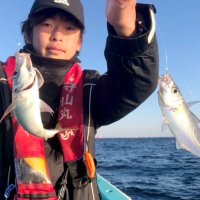 木更津沖で釣り上げたアジ（写真は「守山丸」提供）