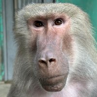 マントヒヒの「クレオ」（日本モンキーセンター提供）