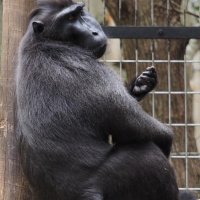 さよなら「ジョニー」　１７歳クロザル天国へ　千葉市動物公園