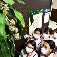 「幸福の木」咲いた！　ドラセナ初開花にびっくり　香取・栗源病院　職員「咲くこと自体知らなかった」