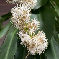 １５日に撮影したドラセナの花（栗源病院提供）