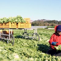 館山市神戸地区で栽培される冬の味覚「かんべレタス」が本格的な出荷シーズンに入った。強い甘みとシャキシャキとした食感が人気で、来年４月下旬までに５万ケースの出荷を見込む＝２３日