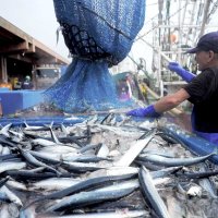銚子漁港　水揚げ日本一確実　３年ぶり奪還、マイワシ大漁