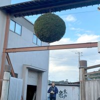 新酒の季節告げる杉玉　直径２メートル、出荷スタート　いすみ・木戸泉酒造