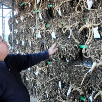 品種開発携わる唯一の専門施設　遺伝資源保存、技術改良も　県落花生研究室　【落花生今昔物語　千葉で芽吹き１５０年】