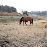 休耕地の草を食べる「ひーちゃん」。除草作業にもなり「ひーちゃん」の大切なお仕事でもある