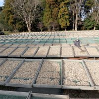 うまみ増す「天日干し」　原風景に手作業の妙　消費拡大へ官民模索　【落花生今昔物語　千葉で芽吹き１５０年】