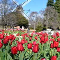 冬咲きチューリップ、色とりどり４万株　ふなばしアンデルセン公園