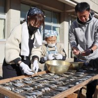名物めざし「おいしい」　保護者と加工、天日干し　九十九里小