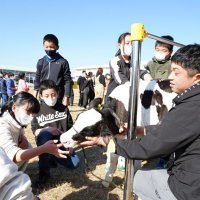 乳牛に触れ、酪農学ぶ　いすみ・東小　食と命の大切さ実感