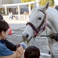 お馬さんと触れ合い交流　「和」の祭り盛況　市原