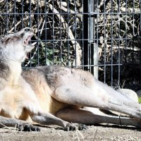 展示初日はのんびりくつろぐ様子も