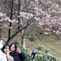 佐久間ダム公園の頼朝桜とスイセンを背景に写真を撮影する女性たち＝２０日、鋸南町