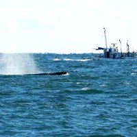 銚子沿岸にクジラ連日　潮吹く姿、陸上から肉眼で観察