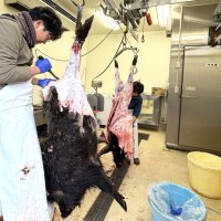 有害鳥獣を地域資源に　ジビエ安定供給と量販対応　合同会社房総山業（木更津市）　【ちばの元気企業】