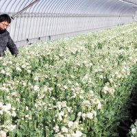 「ストック」出荷ピーク　甘い香り、春まで２００万本　館山