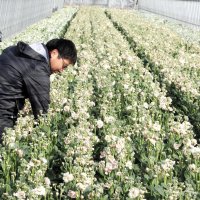 ビニールハウス内で作業する農家の鈴木さん＝２２日、館山市