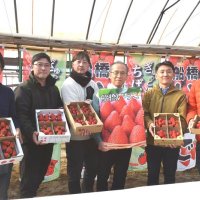 完熟イチゴご賞味を　甘くジューシーな仕上がり　船橋　若手生産者アピール