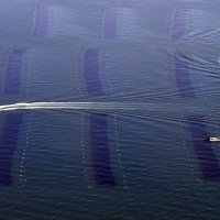 瀬戸内海での養殖ノリの収穫作業＝２０２２年１月、兵庫県明石市沖（共同）
