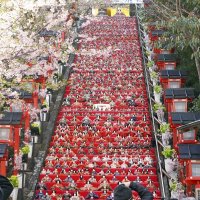 【写真多数あり】かつうらビッグひな祭り開幕　石段飾り、華やかに　市内各所に２万５０００体、来場者魅了