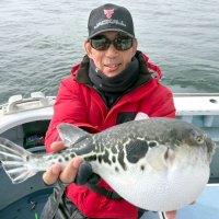 観音崎沖で釣り上げたトラフグ（写真は「萬栄丸」提供）