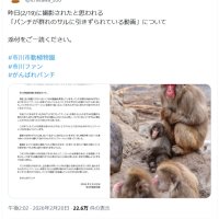 話題のニホンザル「パンチ」にいじめ？　動画拡散で市川動植物園が〝異例〟の声明　「攻撃ではなくコミュニケーション」