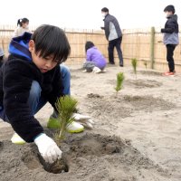 児童がクロマツ植樹　津波被災の保安林再生へ　旭　【大震災ちば１５年】